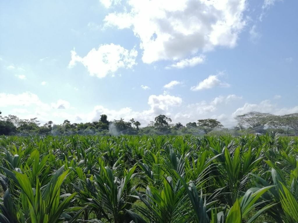 Venta Plántulas de Palma de Aceite