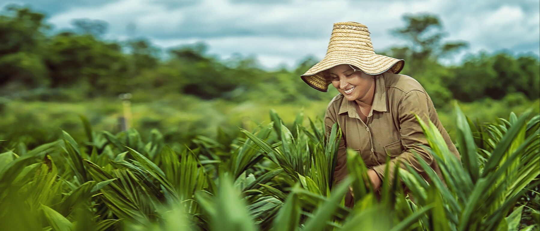 Palmiagro del Norte S.A.S